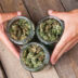 Michigan Medical Marijuana Licensing Update